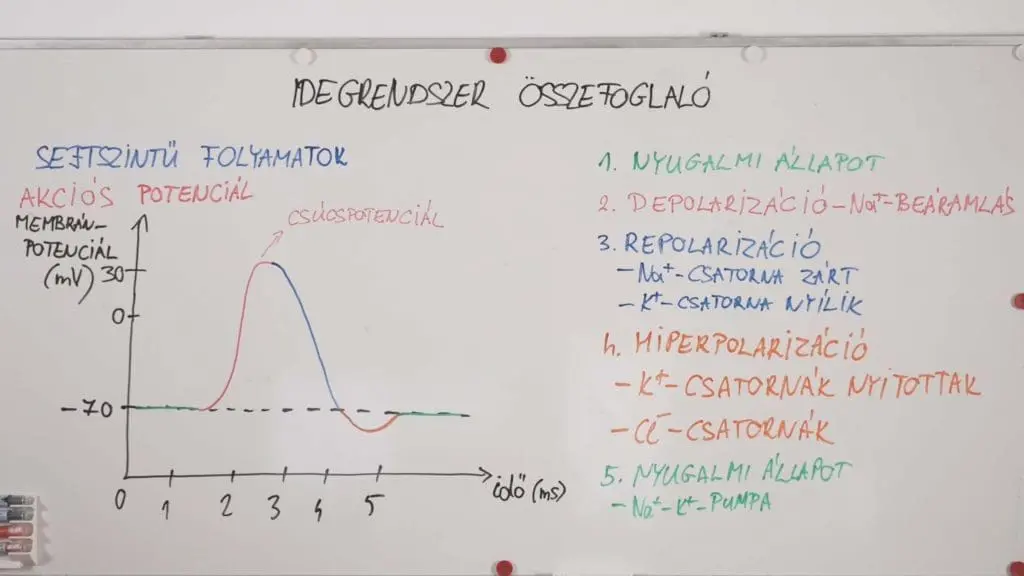 Aktív potenciál - idegrendszer összefoglaló