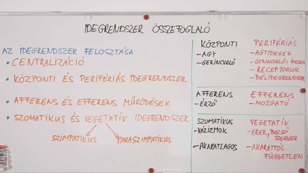 Az idegrendszer felosztása - idegrendszeri összefoglaló