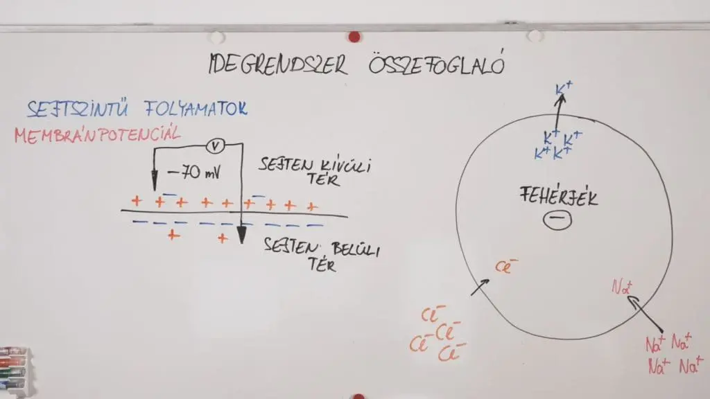 Membránpotenciál - Idegrendszer összefoglaló