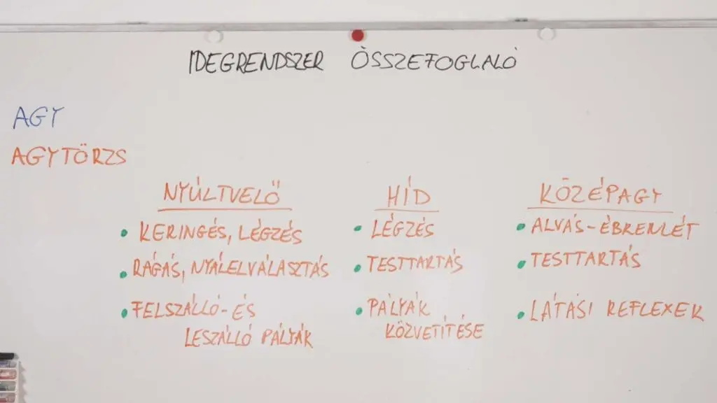 Agytörzs - idegrendszer összefoglaló