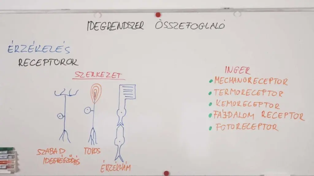 Érzékelés - receptorok - Idegrendszer összefoglaló