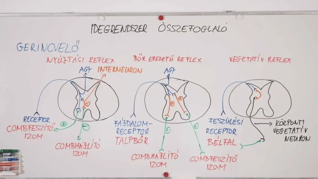 Gerincvelői reflex - idegrendszer összefoglaló