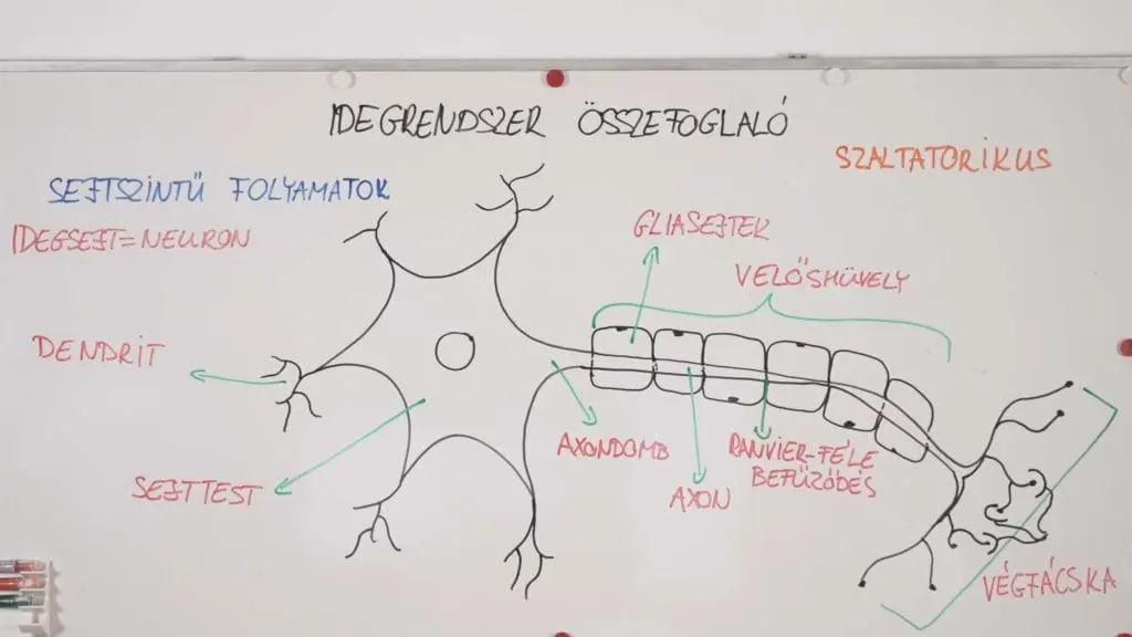 Idegsejt ábra - Idegrendszer összefoglaló