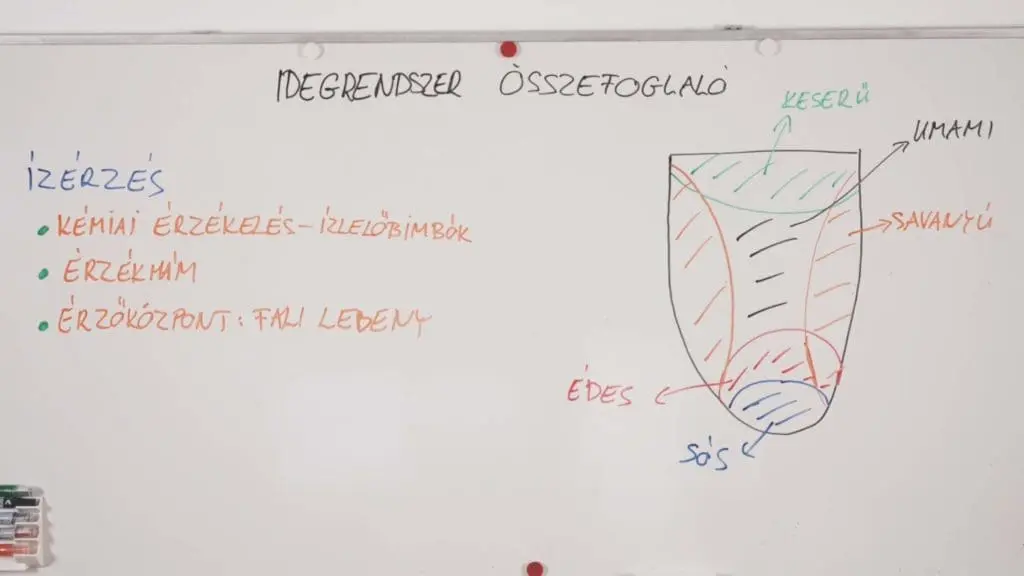Ízérzés - Idegrendszer összefoglaló