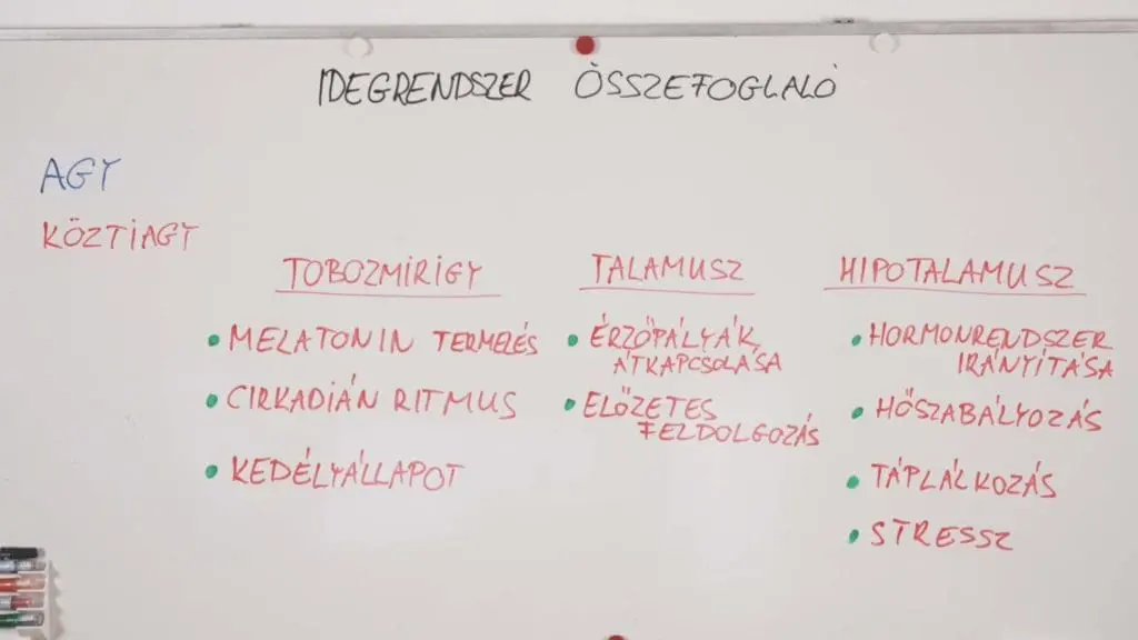 Köztiagy - Idegrendszer összefoglaló