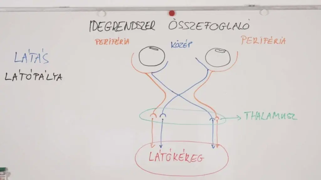 Látás - látópálya - Idegrendszer összefoglaló