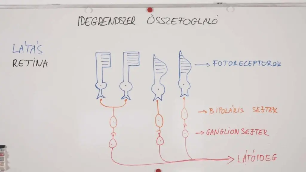 Látás - retina - Idegrendszer összefoglaló