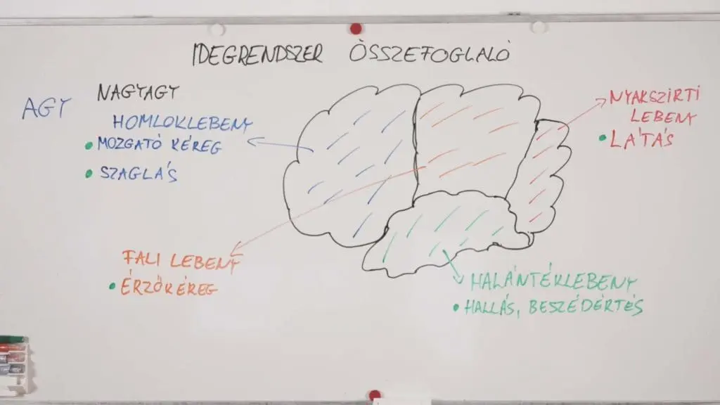 Nagyagy - Idegrendszer összefoglaló