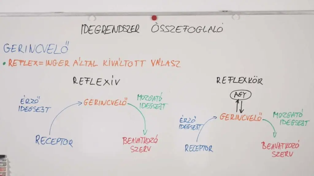 Reflex általában - idegrendszer összefoglaló