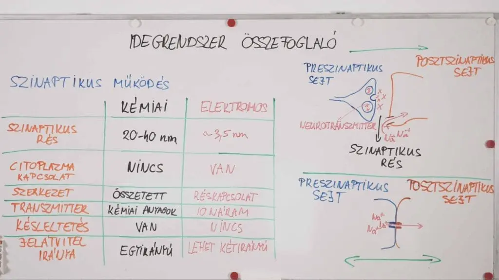 Szinaptikus működés - Idegrendszer összefoglaló