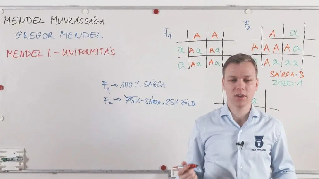 Mendel I. és II. törvénye - Genetika összefoglaló