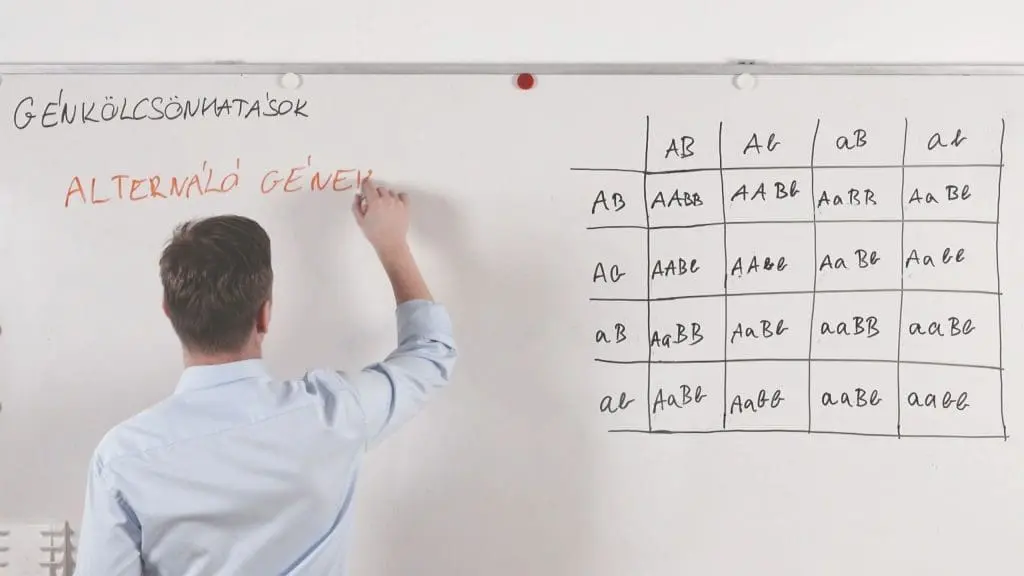 Génkölcsönhatások - Alternáló gének - Genetika összefoglaló