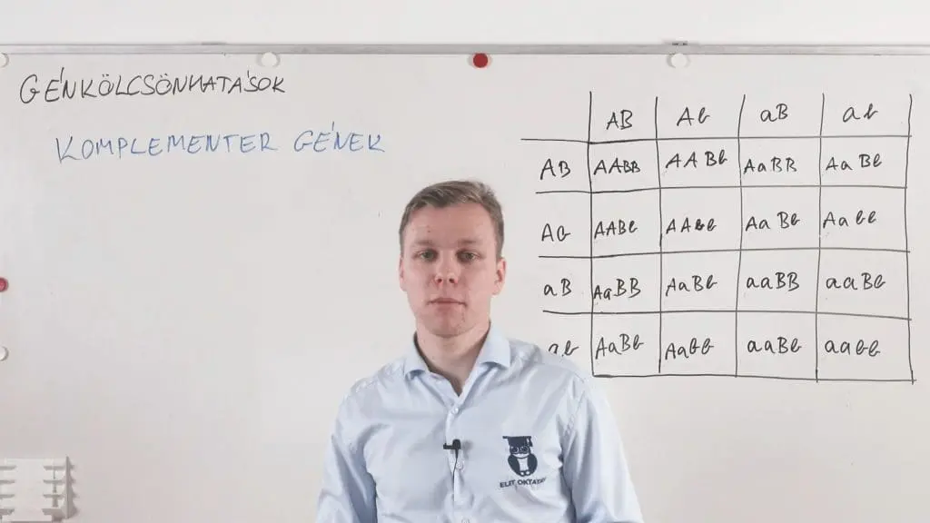 Génkölcsönhatások - Komplementer gének - Genetika összefoglaló