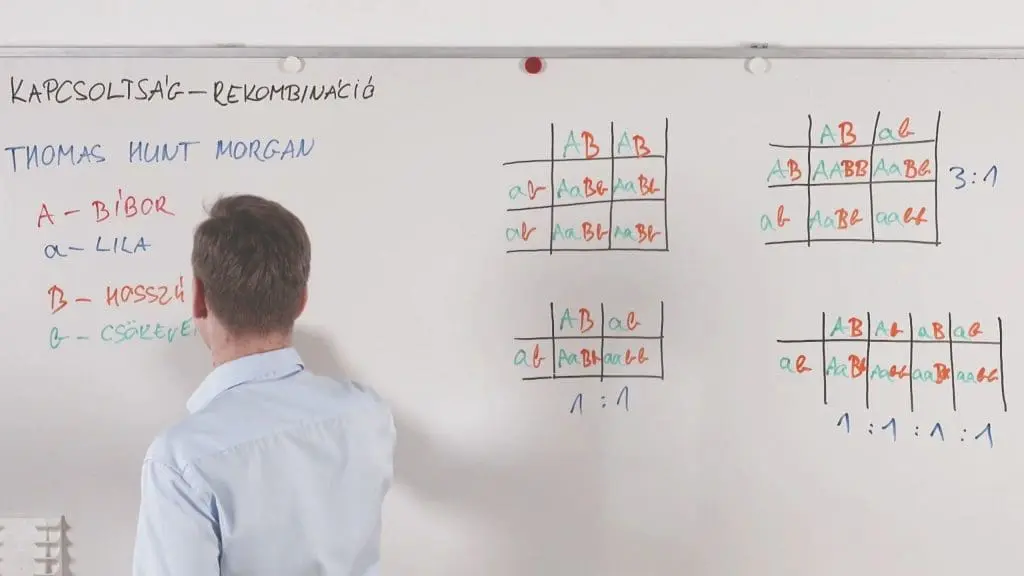Kapcsoltság - rekombináció - Genetika összefoglaló