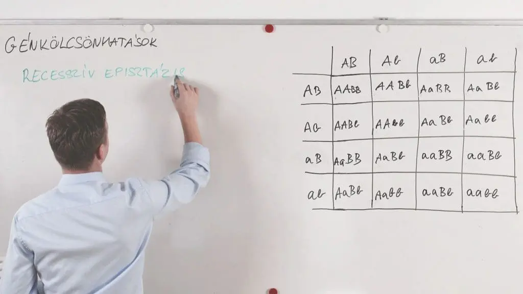 Recesszív episztázis - Genetika összefoglaló