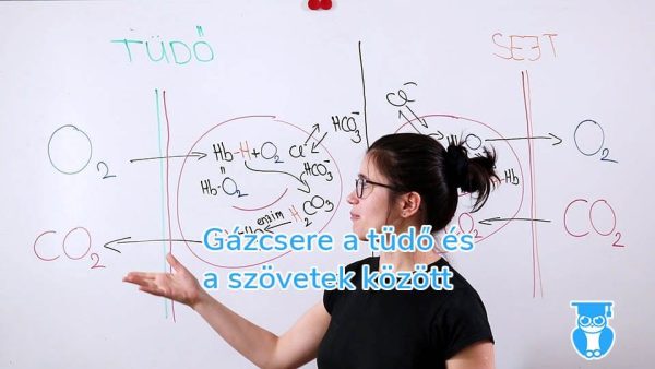 Biológia érettségi felkészítő – Gázcsere a tüdő és a szövetek között