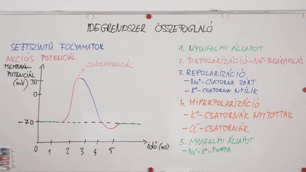 Akciós potenciál-idegrendszer összefoglaló