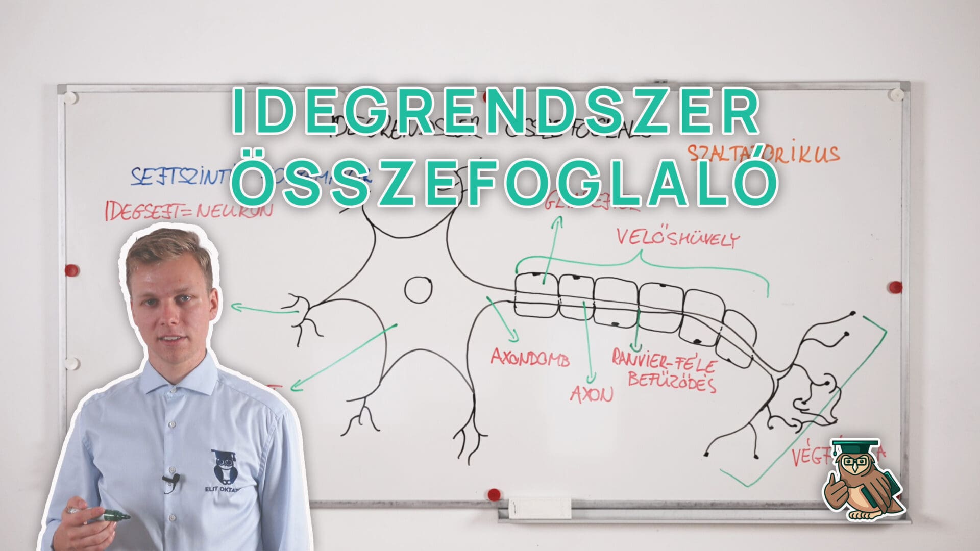Idegrendszer-összefoglaló-borítókép