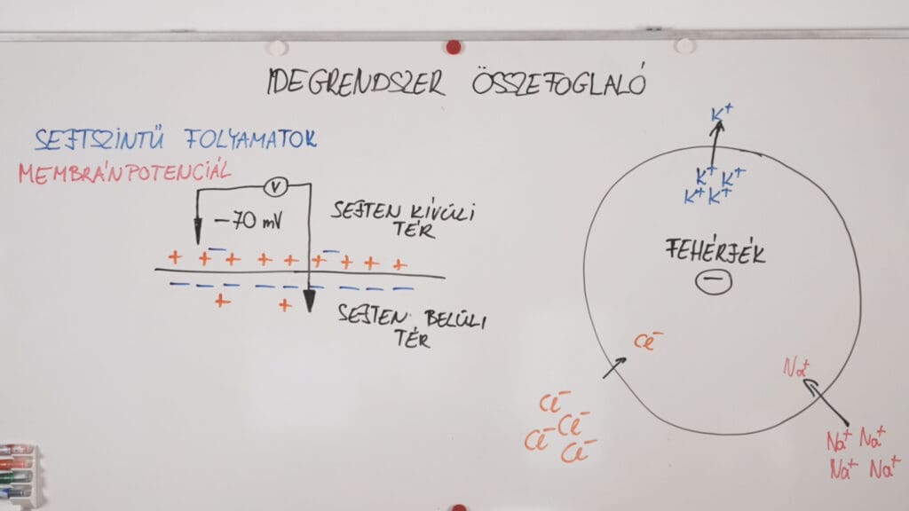 Membránpotenciál -idegrendszer összefoglaló