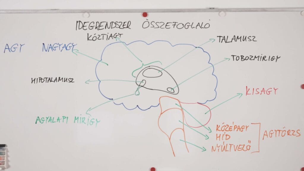agy -idegrendszer összefoglaló