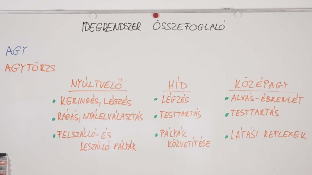 agytörzs -idegrendszer összefoglaló
