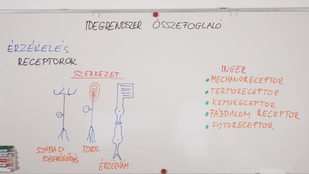 érzékelés-receptorok -idegrendszer összefoglaló