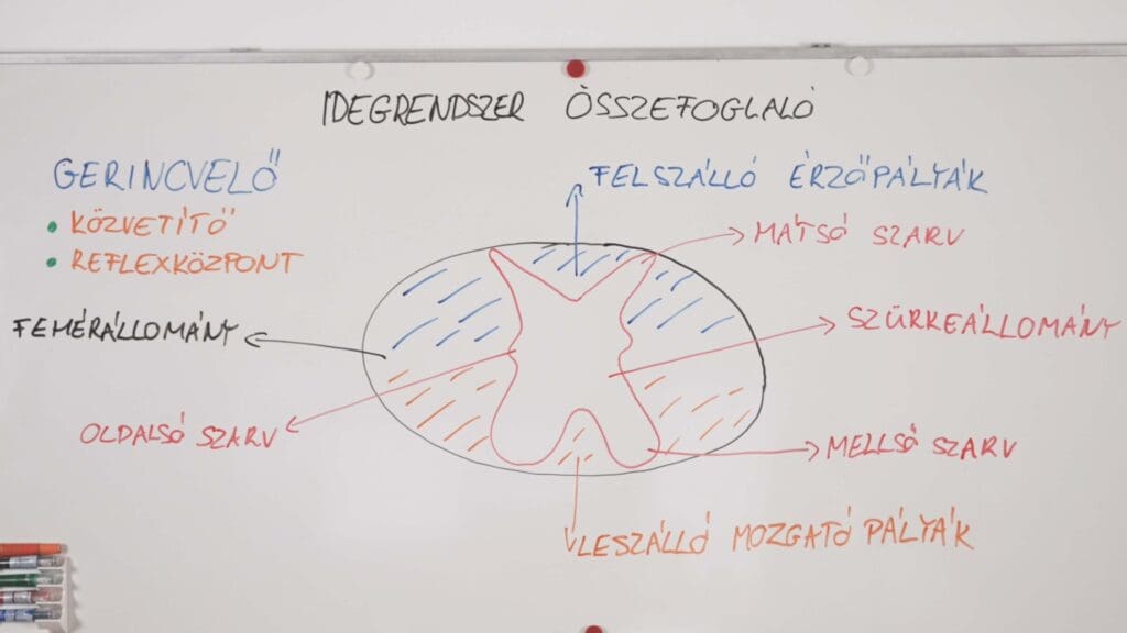 gerincvelő -idegrendszer összefoglaló