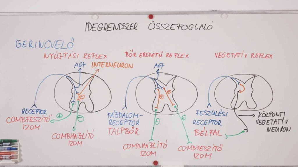 gerincvelői reflex -idegrendszer összefoglaló