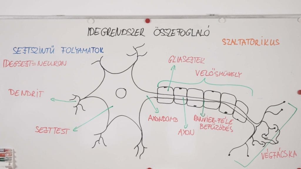 Idegsejt ábra - Idegrendszer összefoglaló