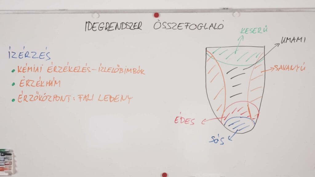 ízérzés -idegrendszer összefoglaló
