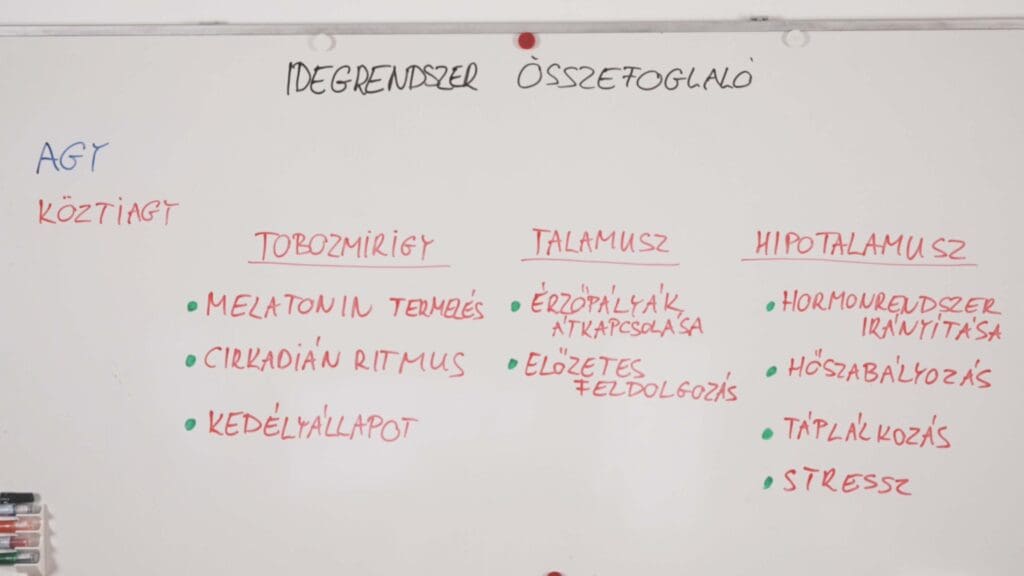 köztiagy -idegrendszer összefoglaló