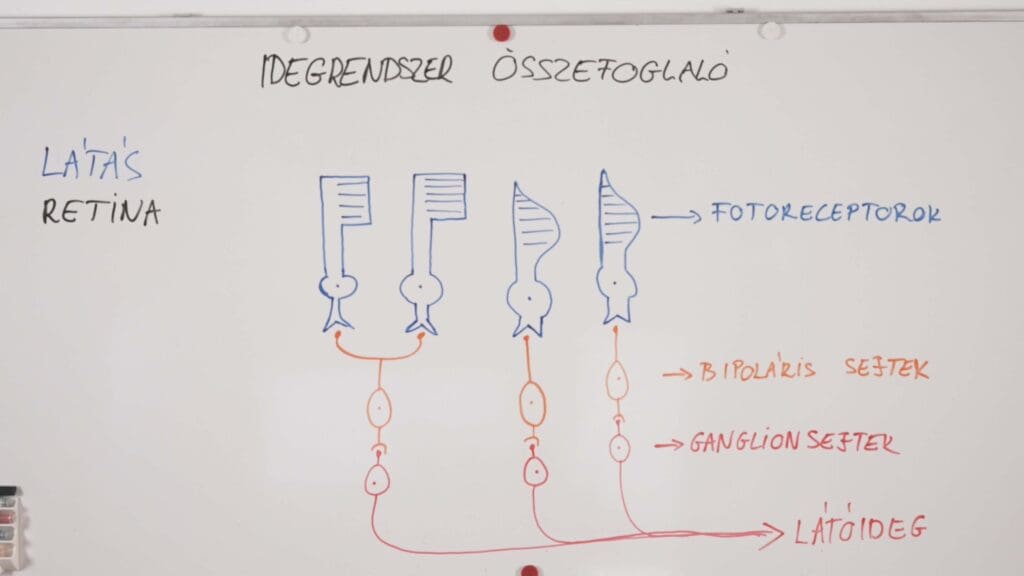 látás-retina -idegrendszer összefoglaló