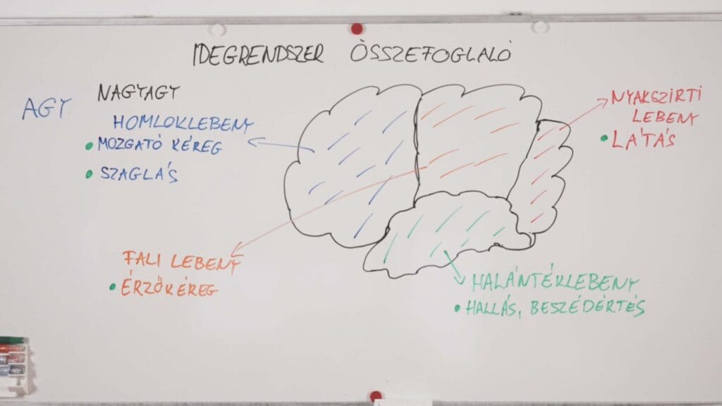 nagyagy -idegrendszer összefoglaló
