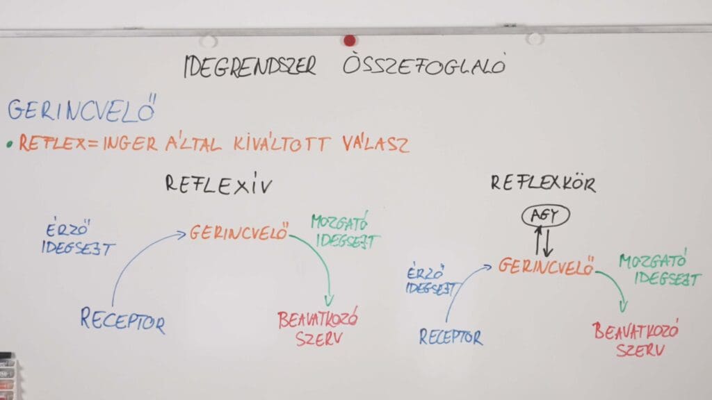 reflex általában -idegrendszer összefoglaló