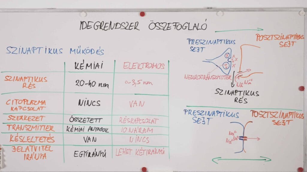 szinaptikus működés -idegrendszer összefoglaló