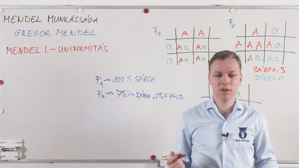 Mendel I. és II. törvénye - Genetika összefoglaló