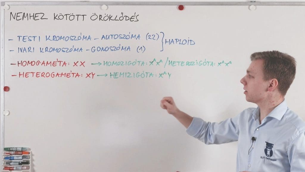 Nemhez kötött öröklődés - Genetika összefoglaló
